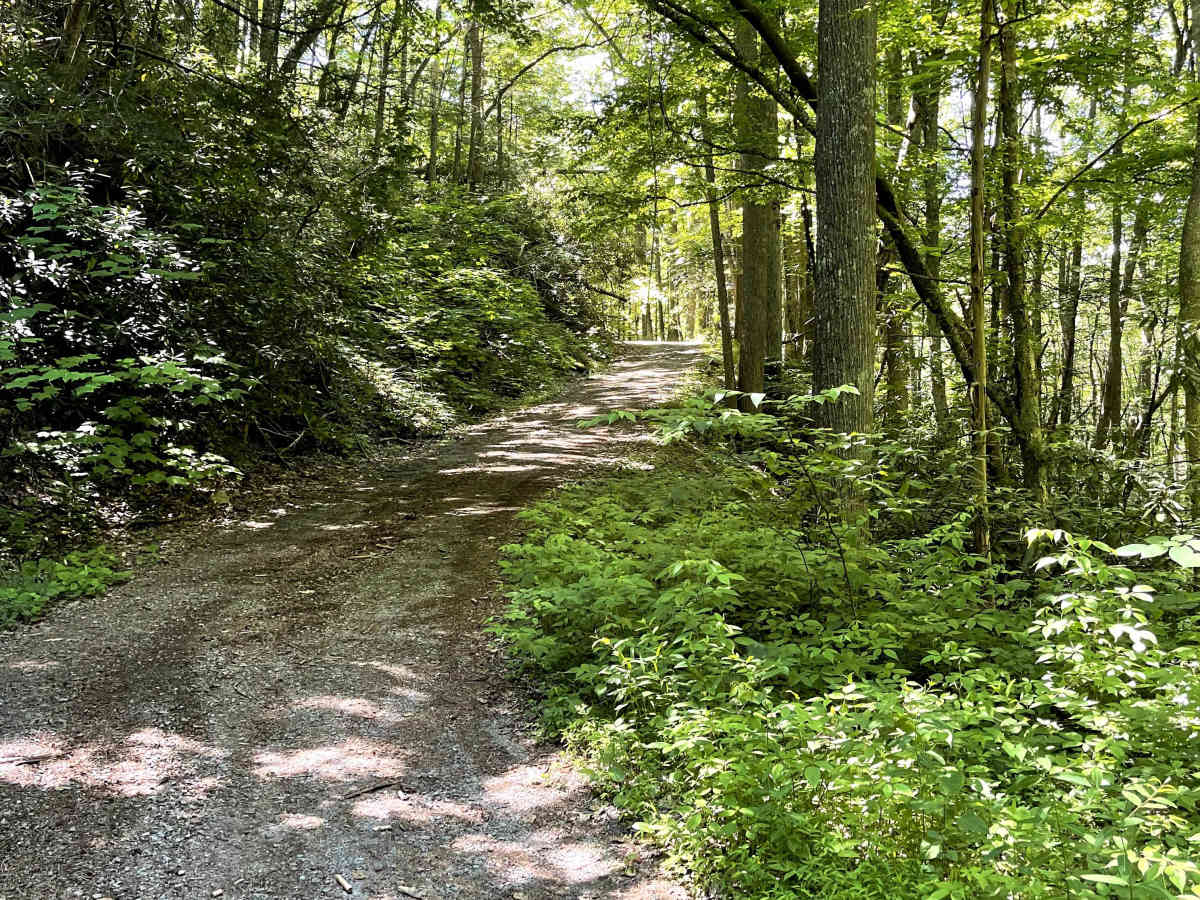 FS 615 trail photo