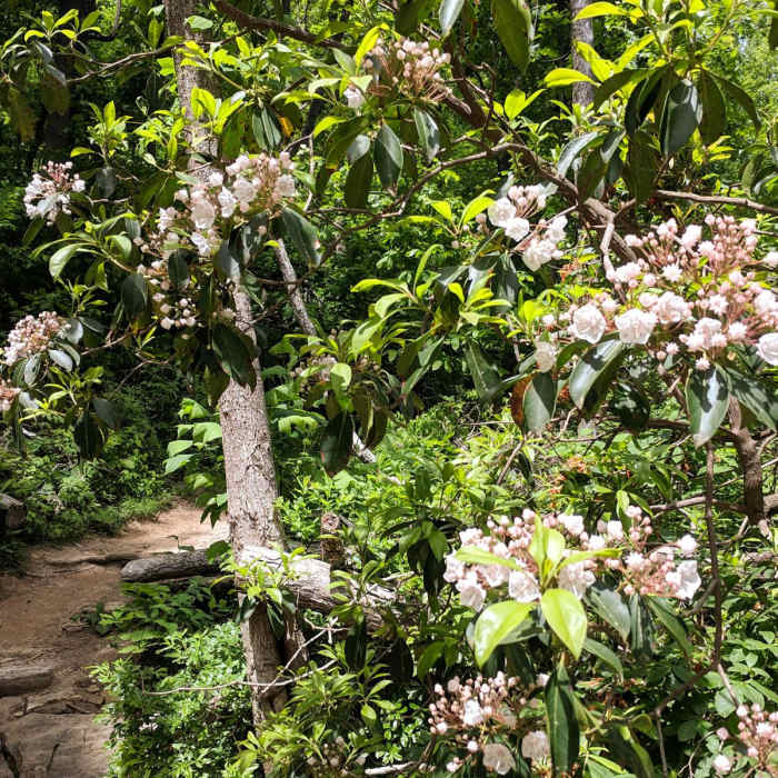 Near Blood Mountain via Woody Gap