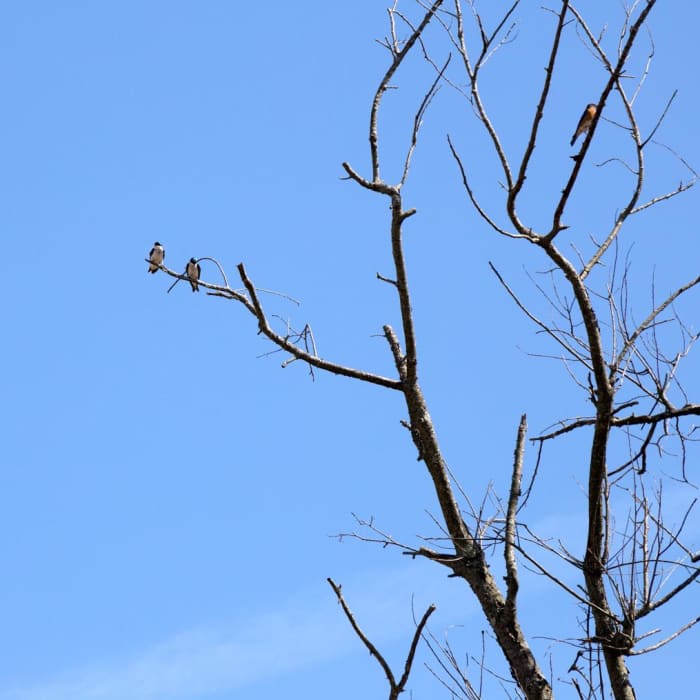 Near Homestead Trail