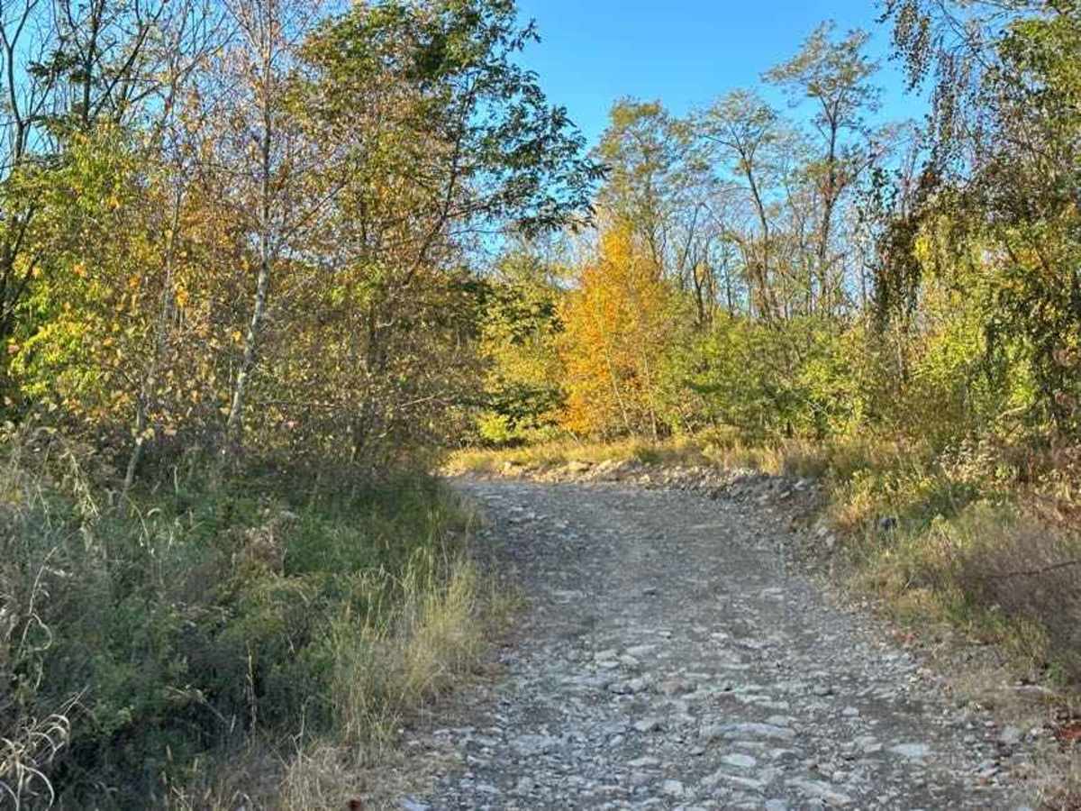 103 Green trail photo