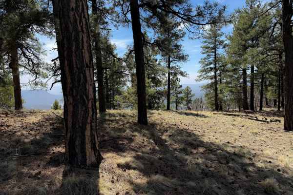Gallo Peak Trail #6 