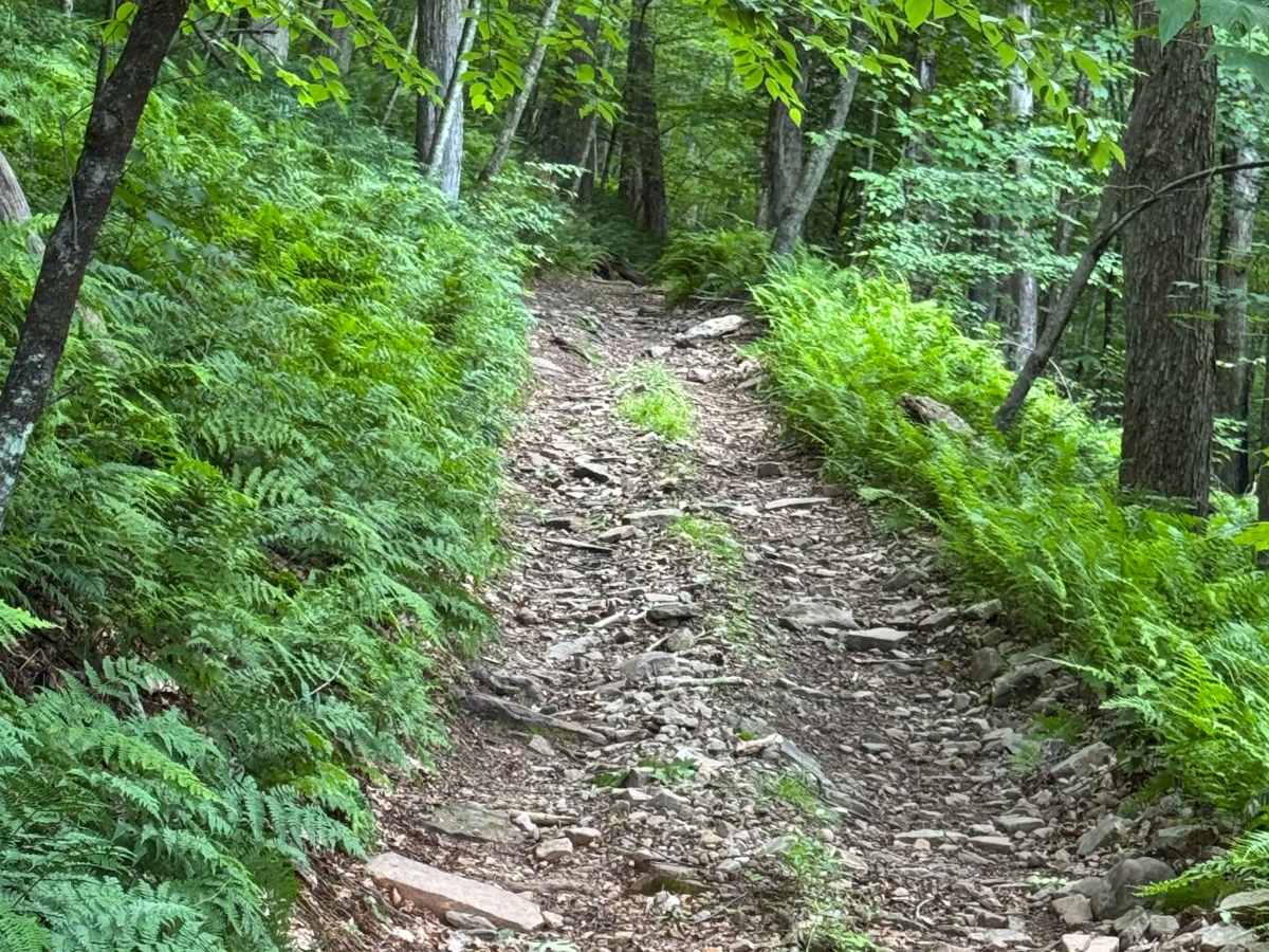 Jack Martin Trail photo 4