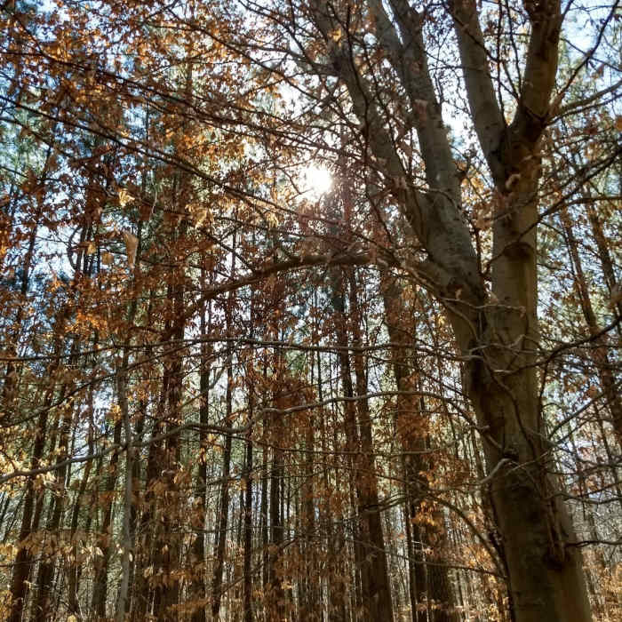 Sunlight filtering through the trees Near Seth Demo Forest Loop