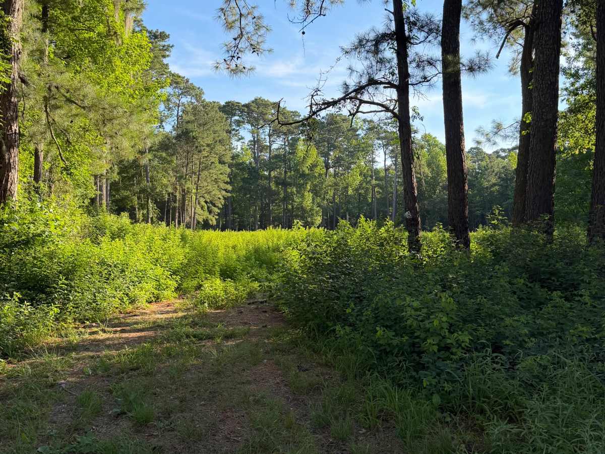 Loopy - FS 157 photo 4