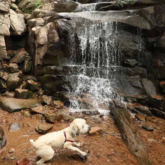 Near Upper Maxwell Falls Trail