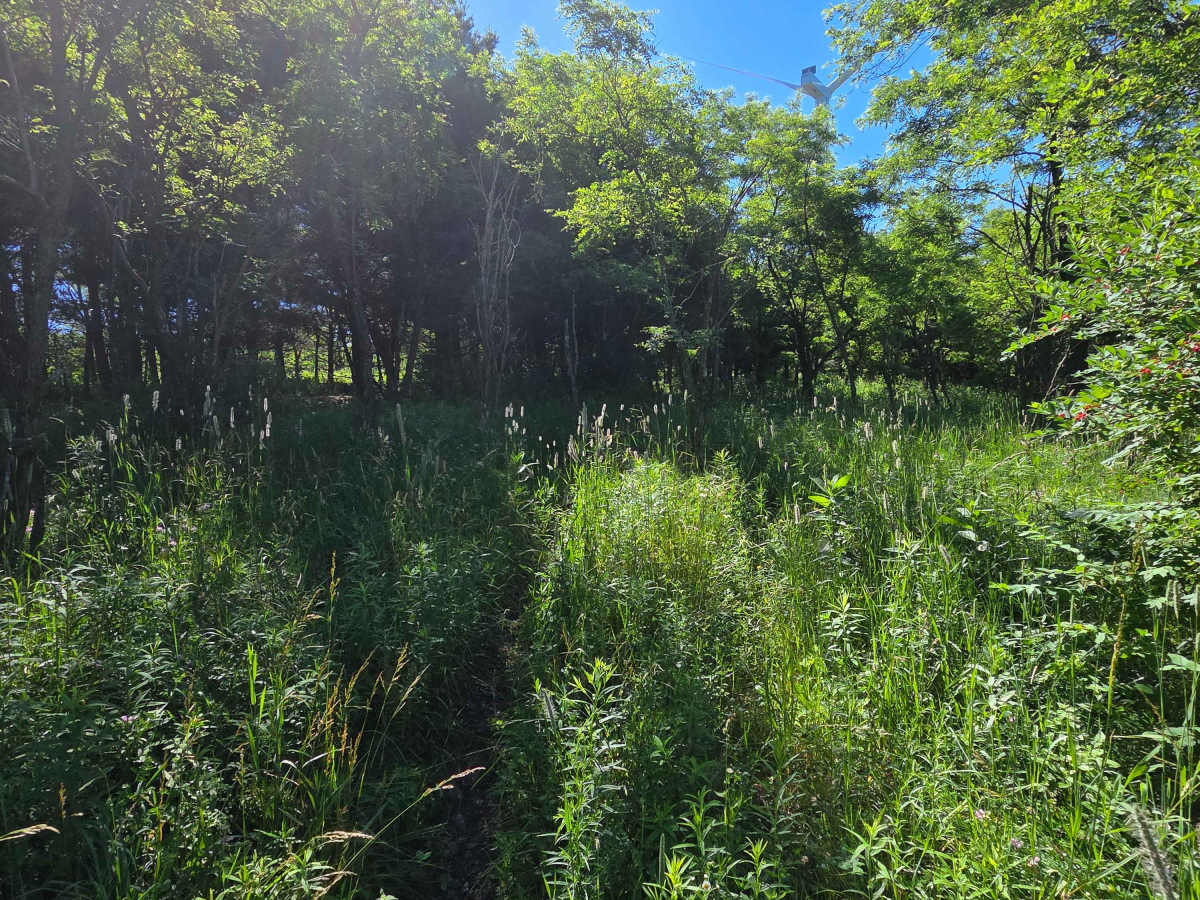 Single Track Q photo 4