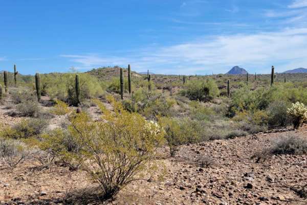 Saguaro Way