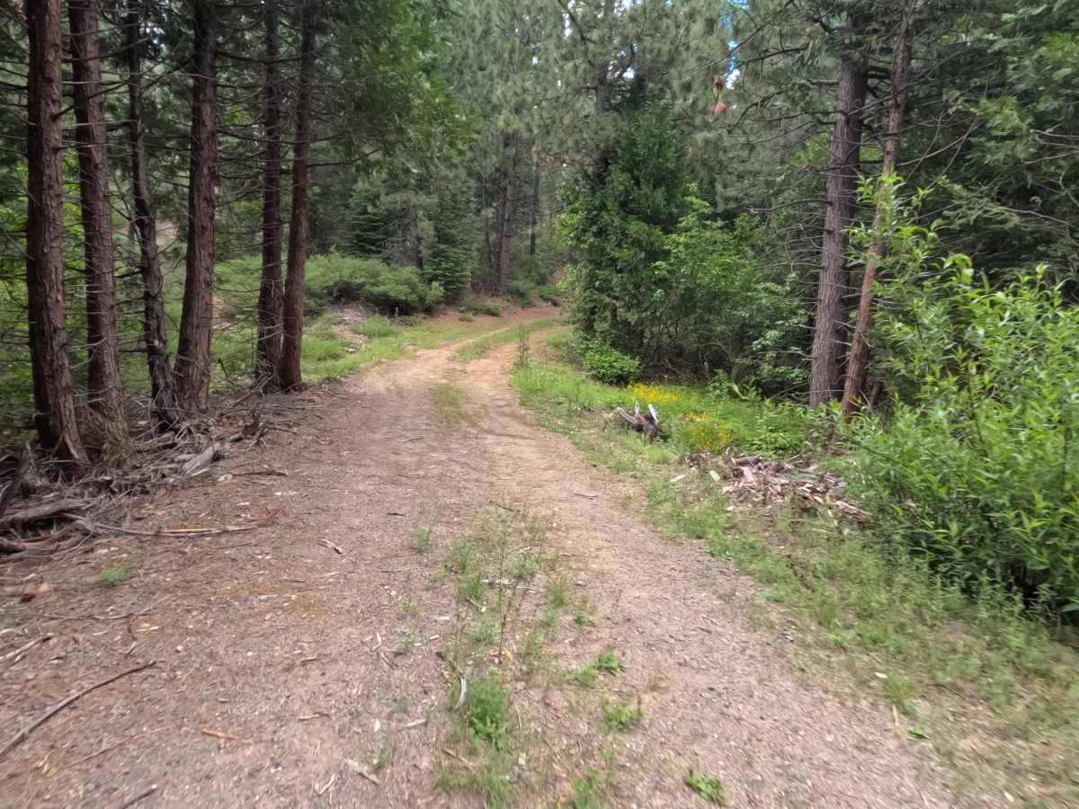 East Driscoll Spur - FS 12N40A photo 4