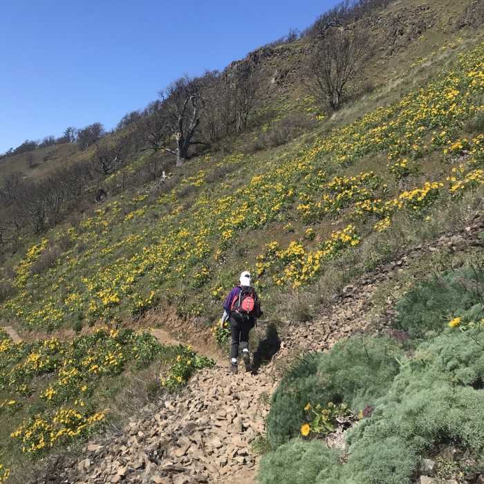 Near Lyle Cherry Orchard Trail