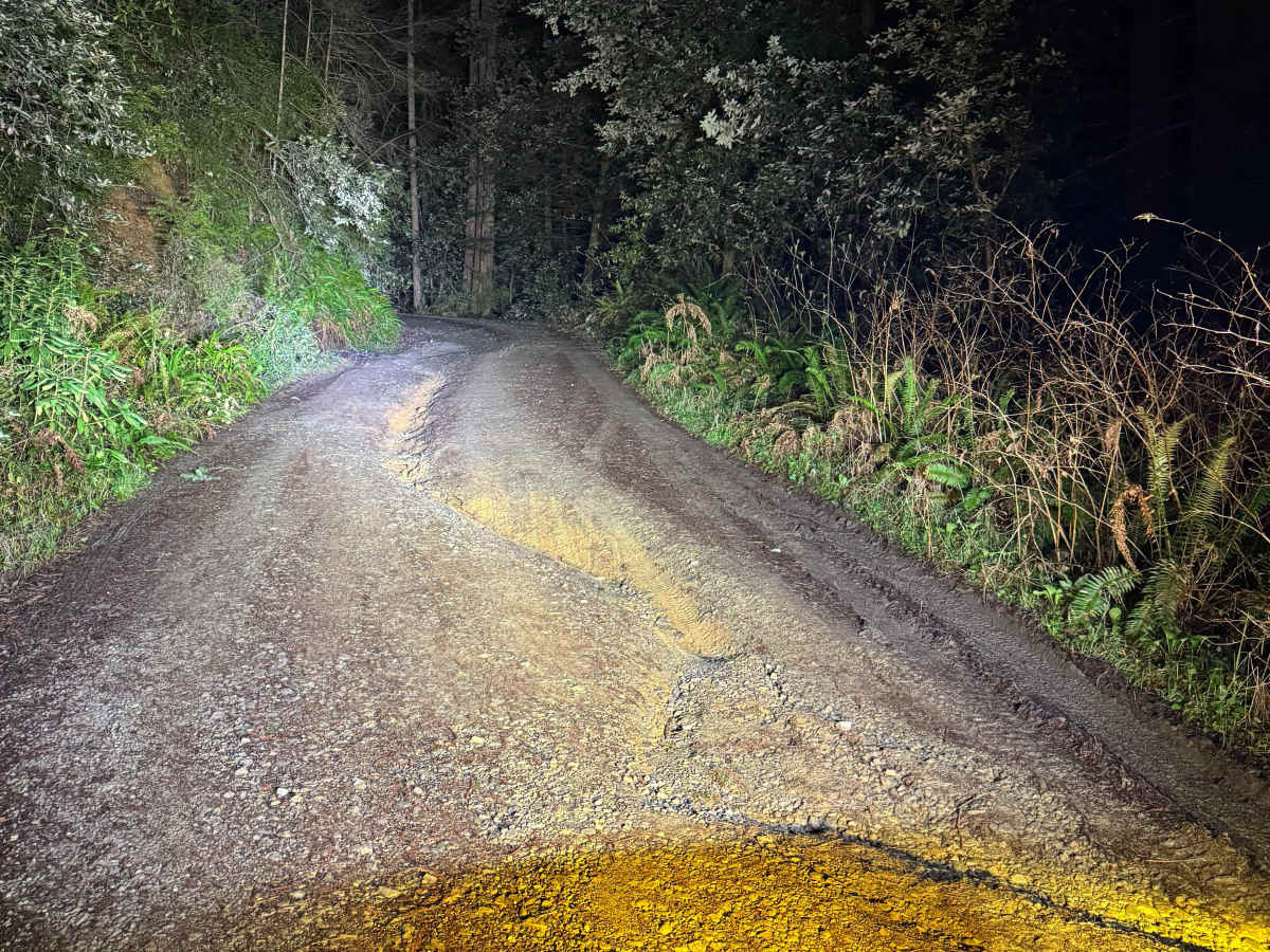Oregon Redwoods Trail photo 5