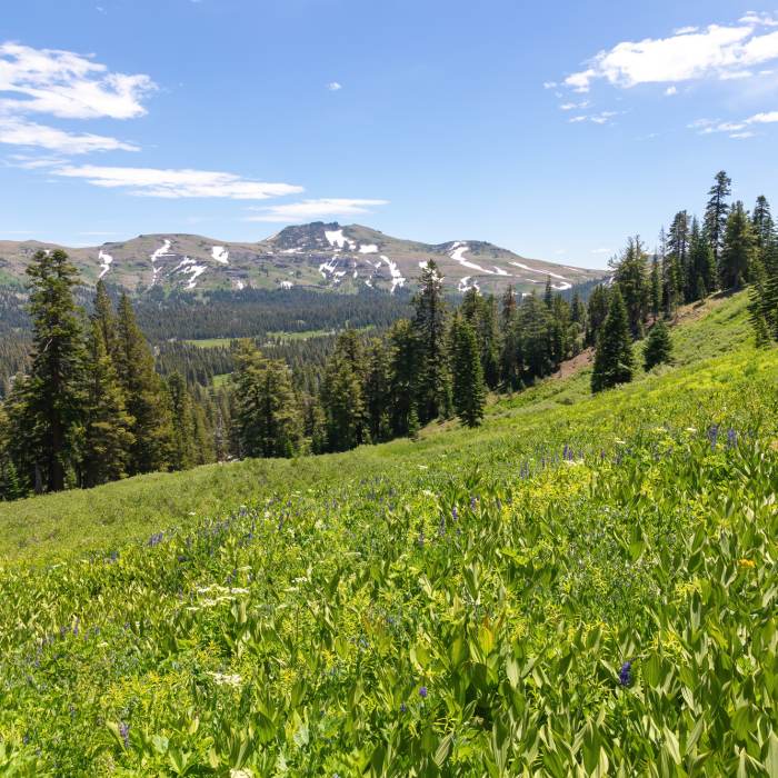 Near Showers Lake, Little Round Top peak from Schneider Cow Camp, hwy 88