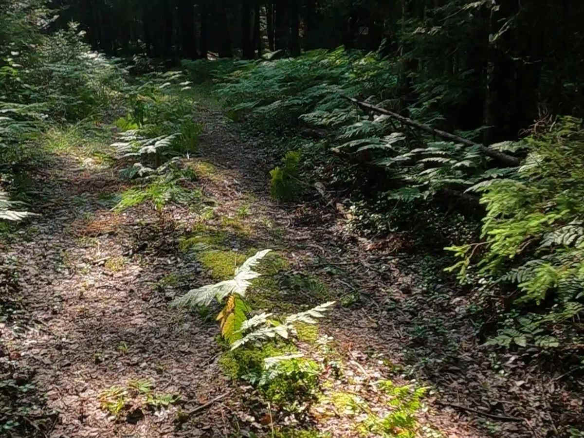 Bills Creek West - FSR 2814 photo 6