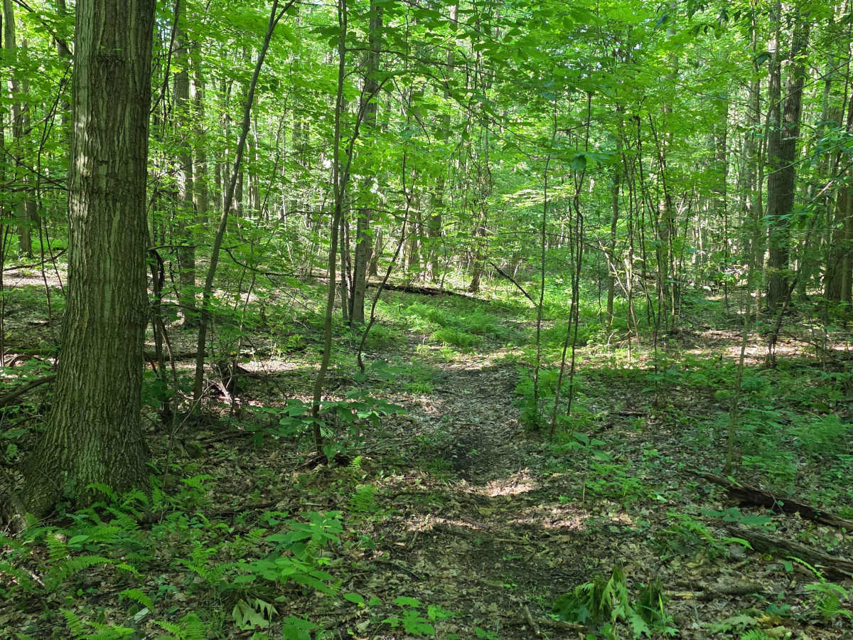 Single Track C6 photo 2