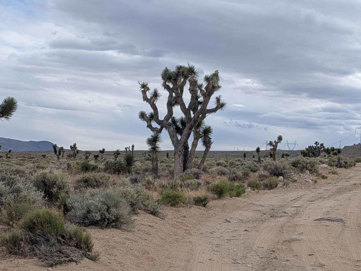 BLM SE743 photo 6