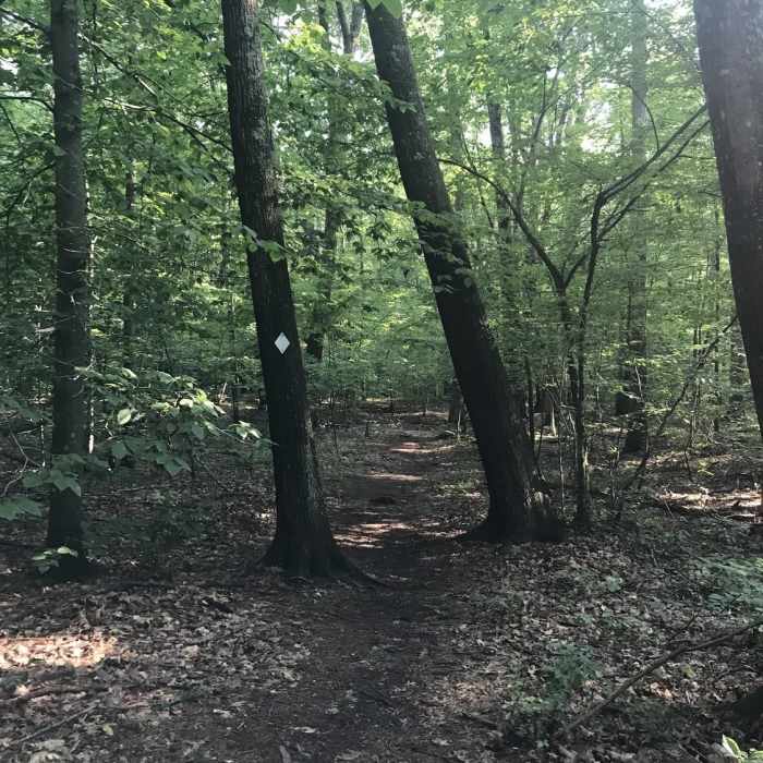 Near Stevens Woods White Trail