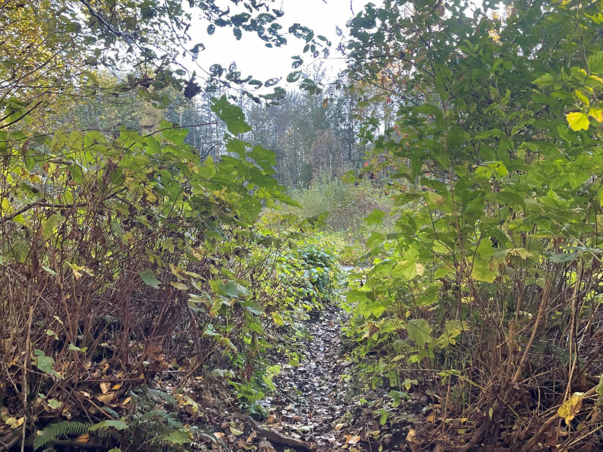 Escape Plan Connector trail photo