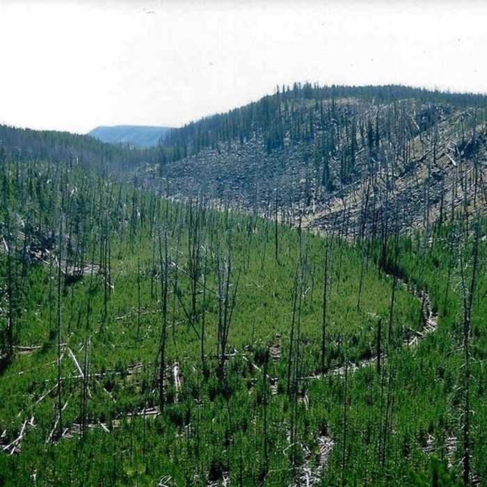 Near Mallard Creek Trail