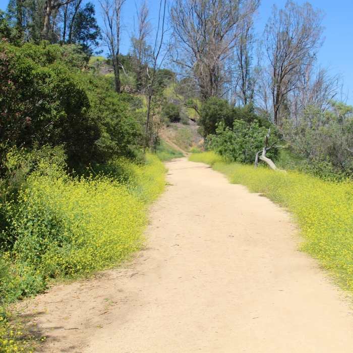 Near Beacon Hill Loop