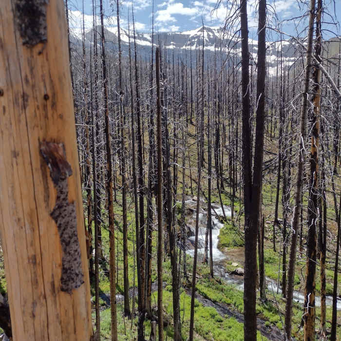 Near Wall Lake Trail