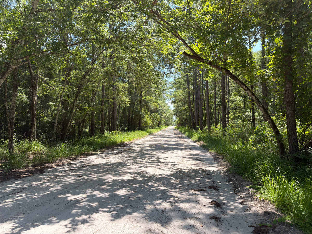 Stephen C Revell Road - FS 343 trail photo