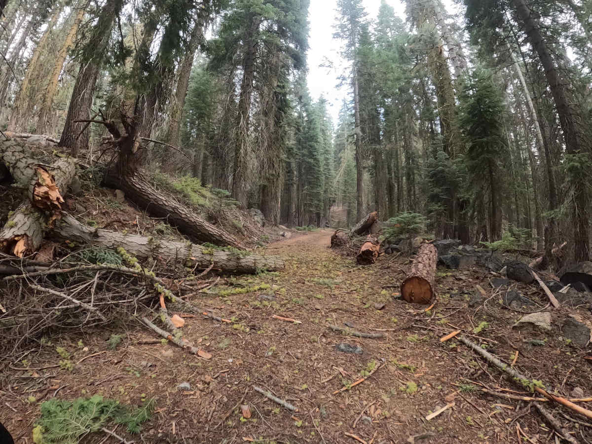 Chipmunk - FS 6S018 trail photo