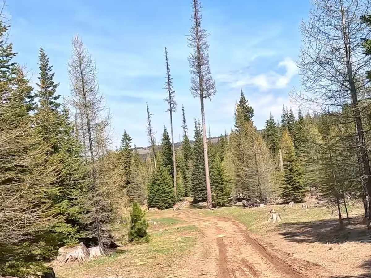 Green cabin road photo 4