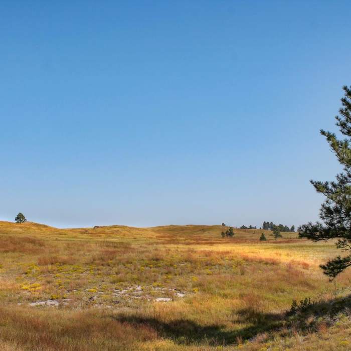 Near East Bison Flats Trail Near East Bison Flats Trail