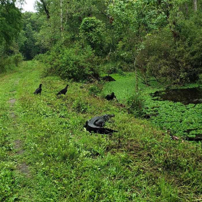Near Bird Rookery Trail