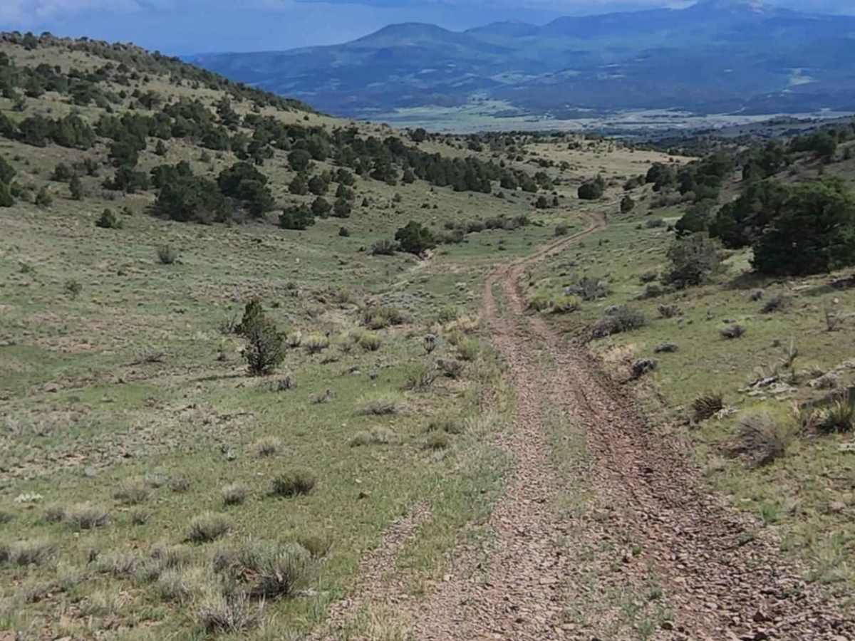 Pinon photo 2