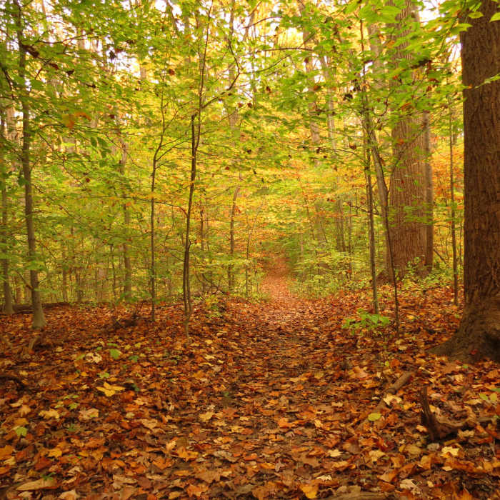 Near North Rock Creek Park 5K Loop