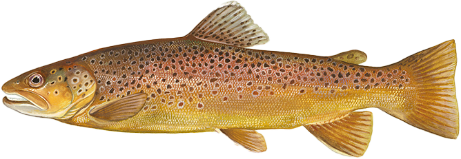 Brown trout
