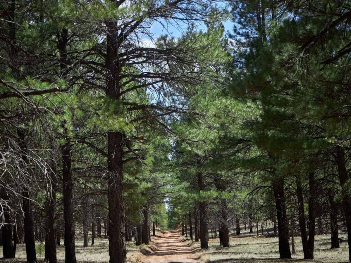 Old 301 Road trail photo