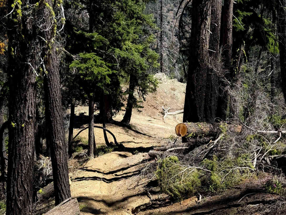 Way Creek Trail - FS 1235 photo 3