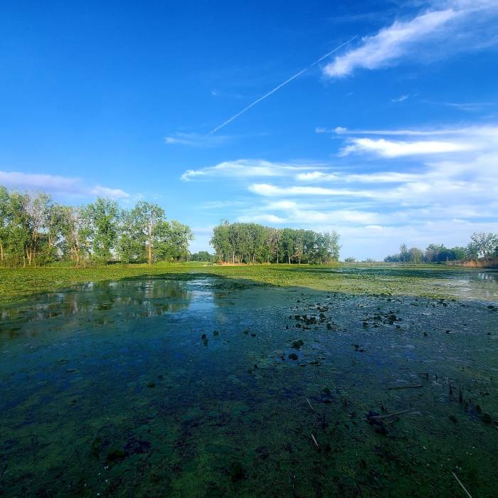 Marshland picture taken from boardwalk. Near Cherry Island Marsh Trail