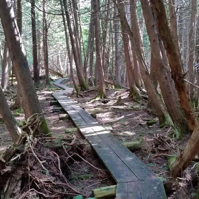 The final stretch of the trail is a 1/4 mile boardwalk through the marsh. Near Shingle Mill Pathway Loop