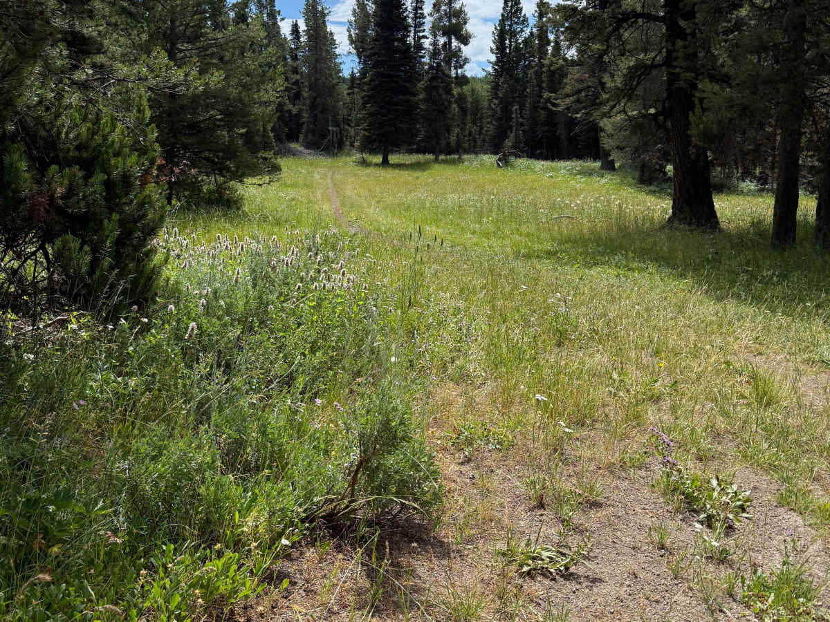 Graham Springs - FS 222 trail photo