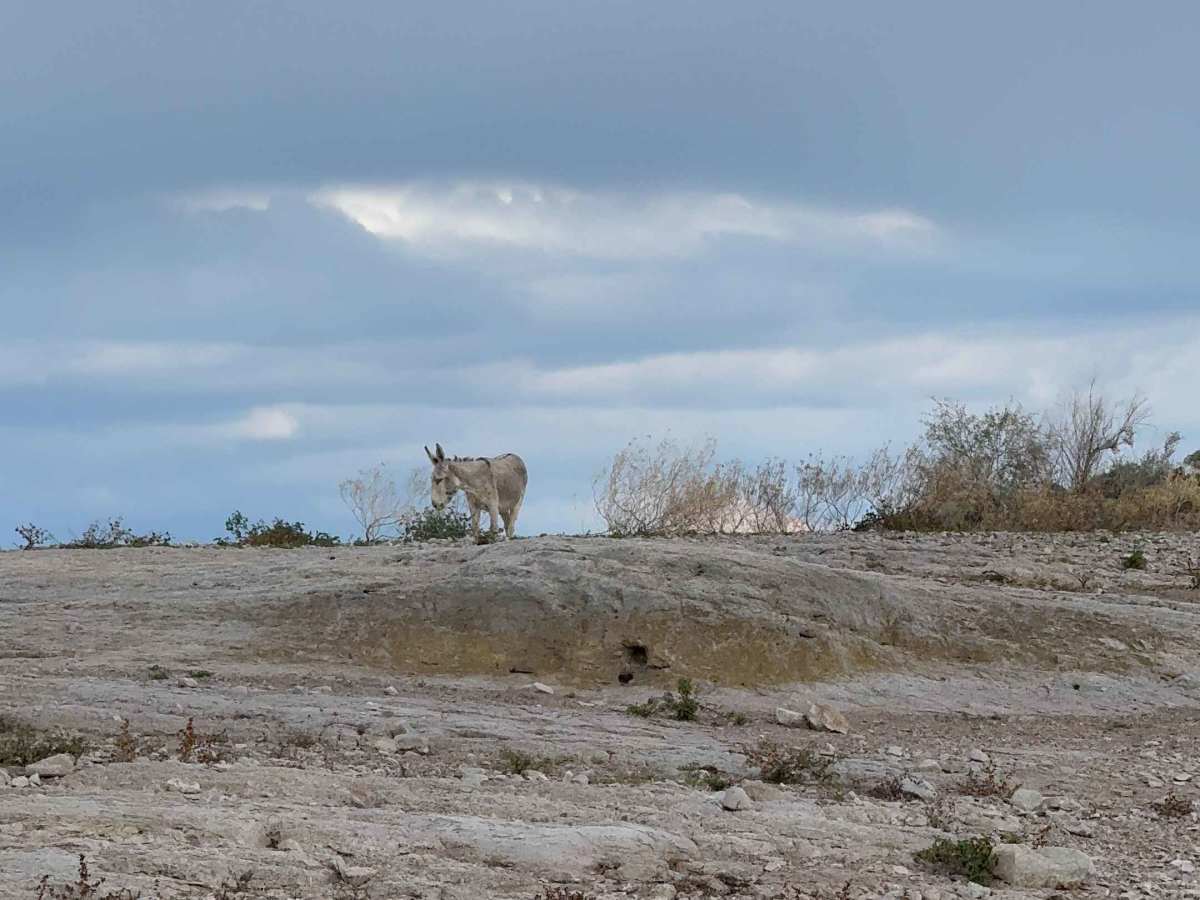Pleasant Burro Drive trail photo