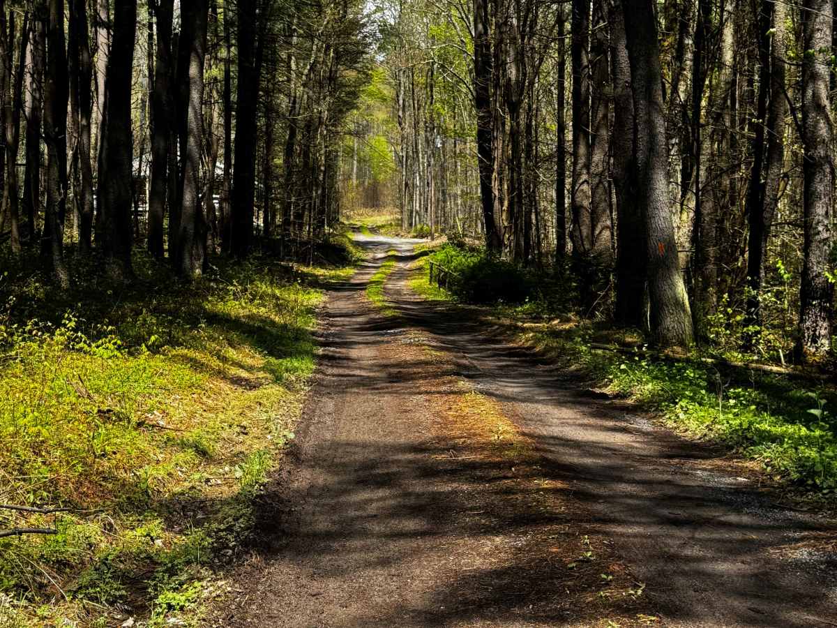 Big Dam Hollow Road photo 3