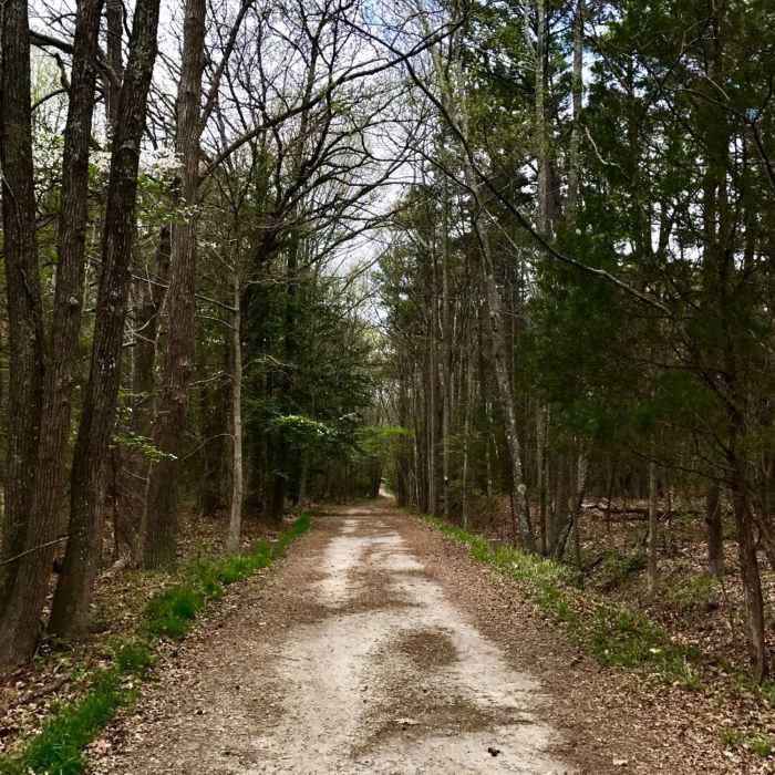 A section of the Prince George Courthouse Road. Near Petersburg Battlefield Trail