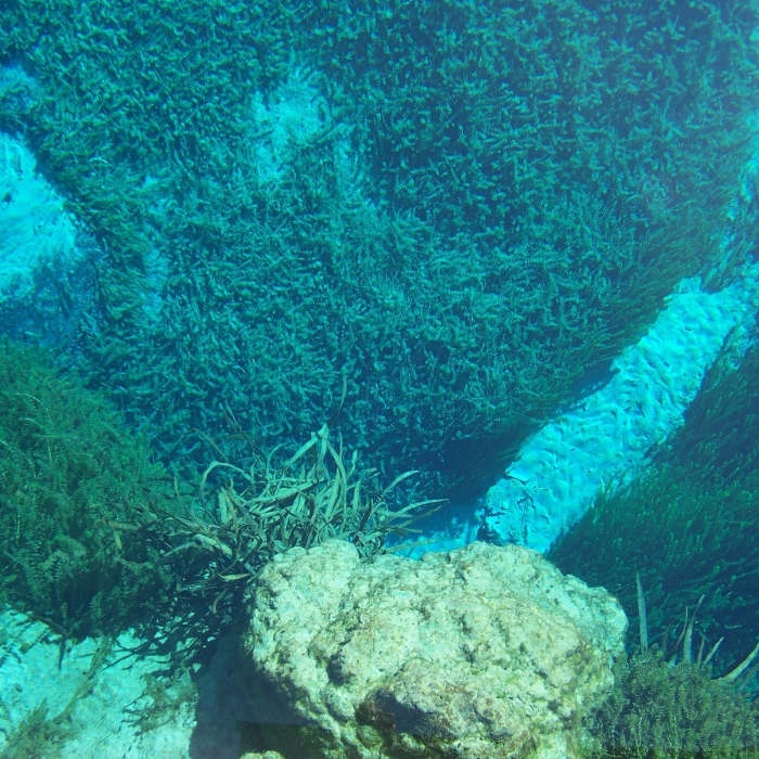 Gilchrist Blue Spring (Gilchrist County, FL) Near Ruth B. Kirby Gilchrist Blue Springs State Park