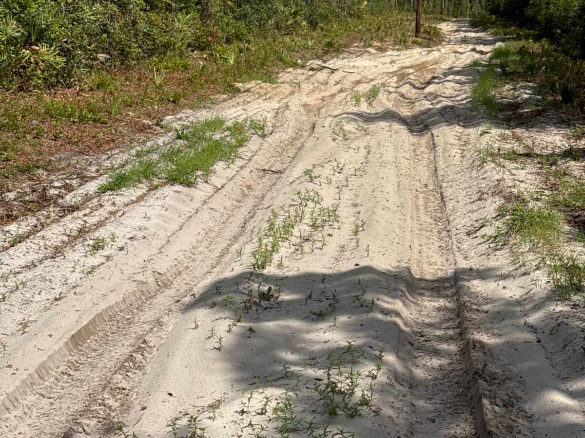 Ocala National Forest Road 19-14.8 photo 4
