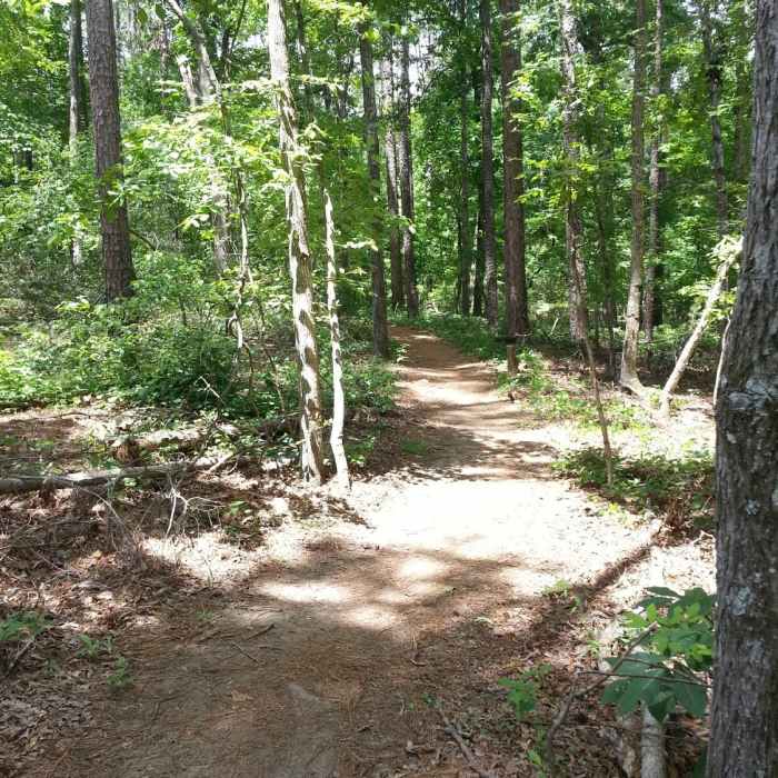 Starting Crooked Pine Near Firebreak Trail