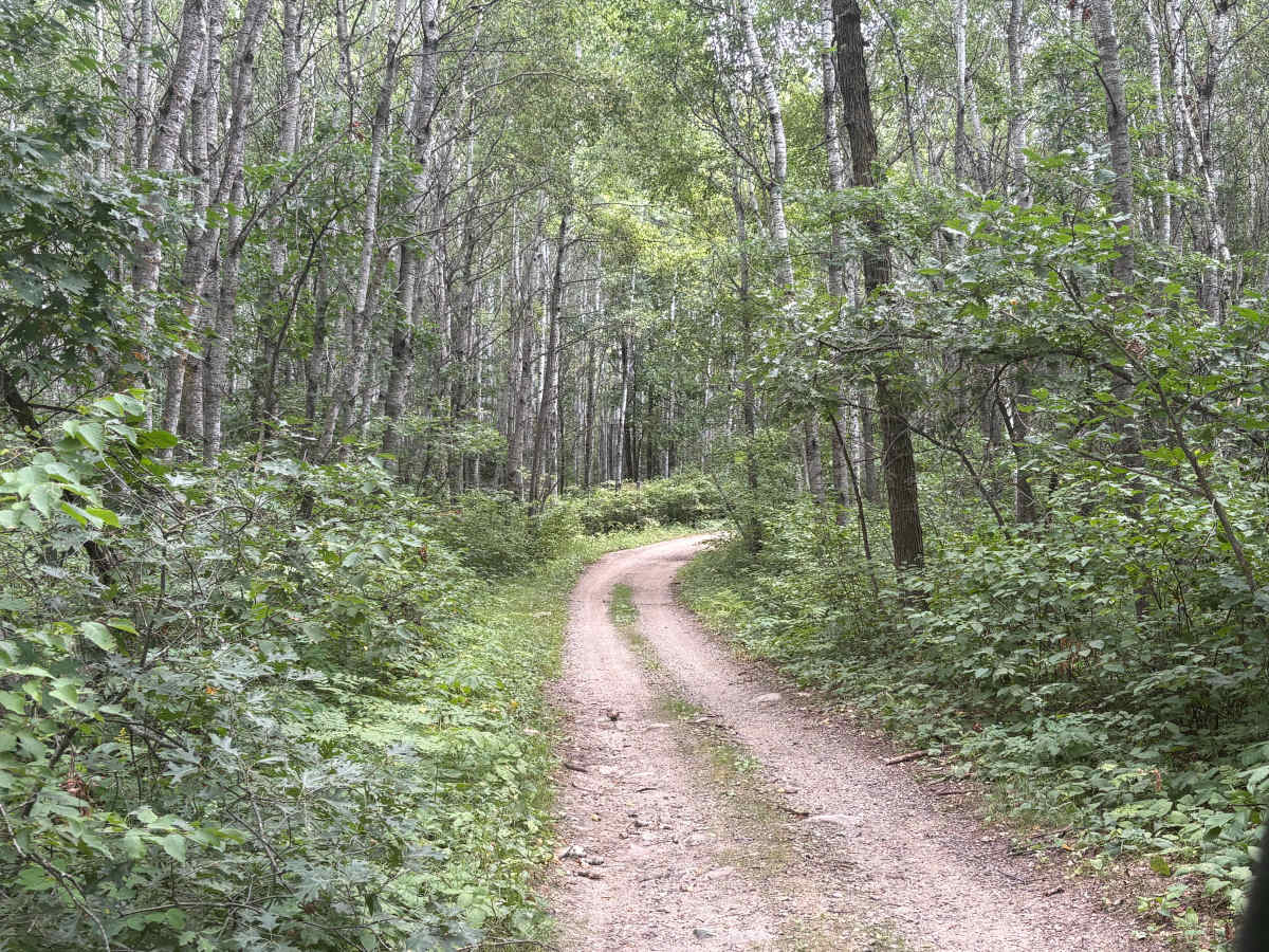 Forest Road 0404 photo 4
