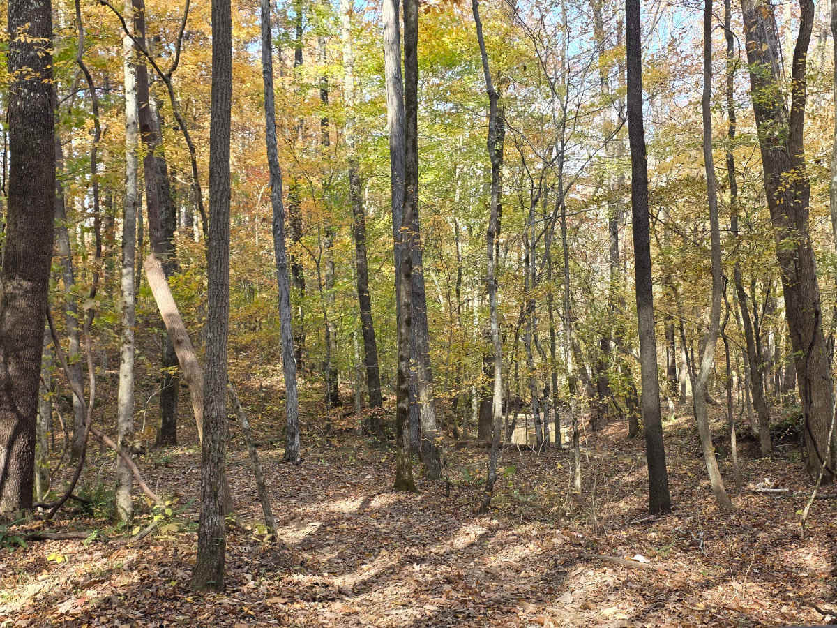 Creekside photo 5