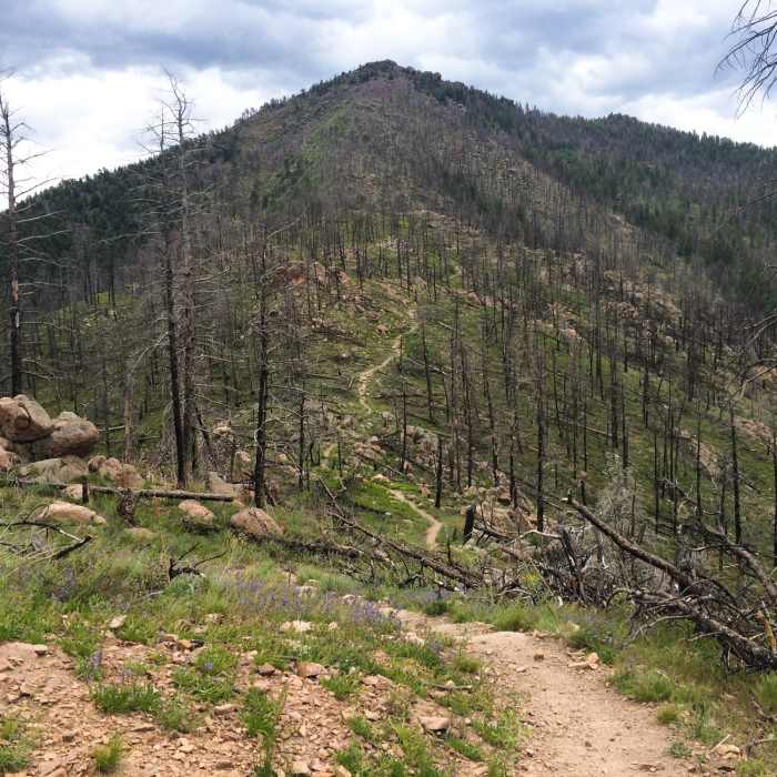 Near Bear Peak West Ridge