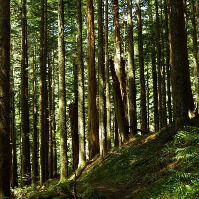 Near Herman Creek Trail #406