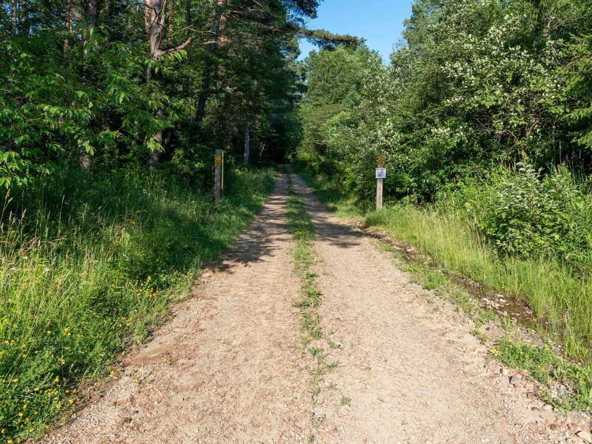 Gordon Forest Road trail photo