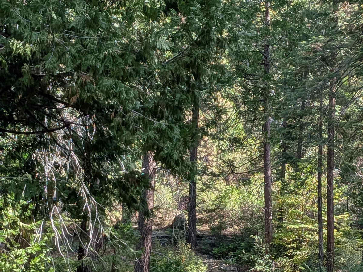 FS 4N33Y trail photo