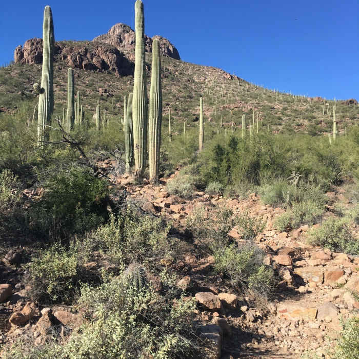 Stafford Peak trail looking west toward the peak! Near Safford Peak