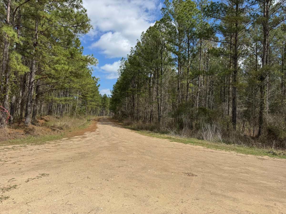 Gibson Island Road trail photo